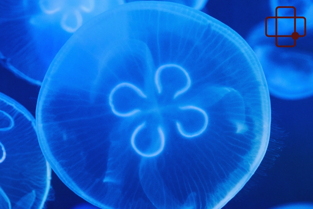 Why These Reactions Are Common in Lombok Waters